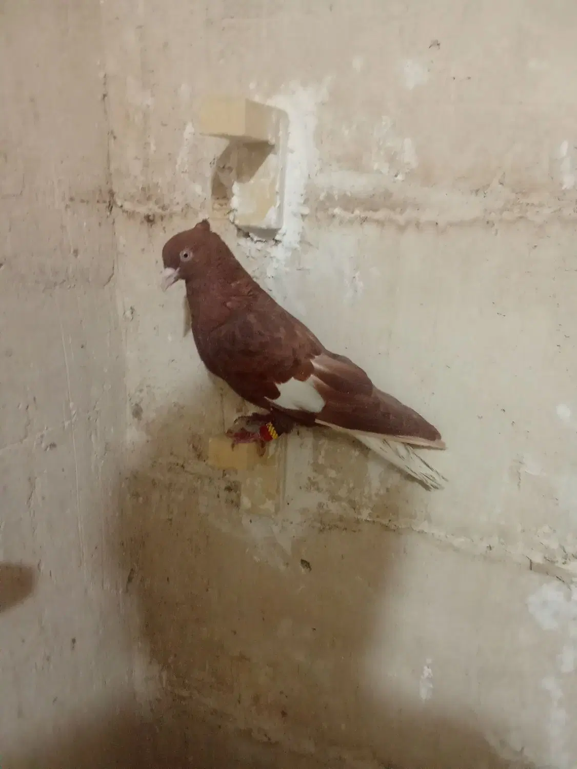 کبوتر|پرنده|شیراز, گل سرخ|دیوار