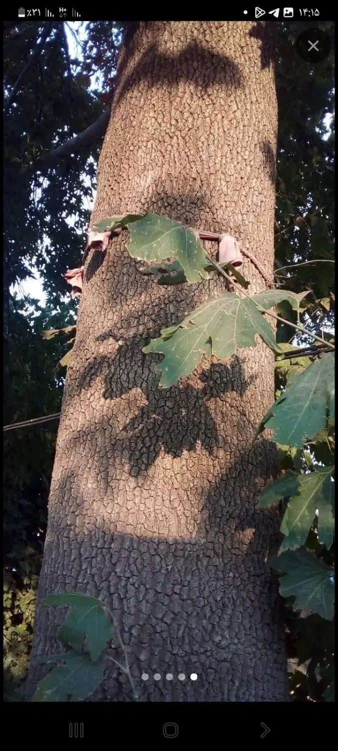 چوب درخت|خدمات باغبانی و درختکاری|صحنه, |دیوار