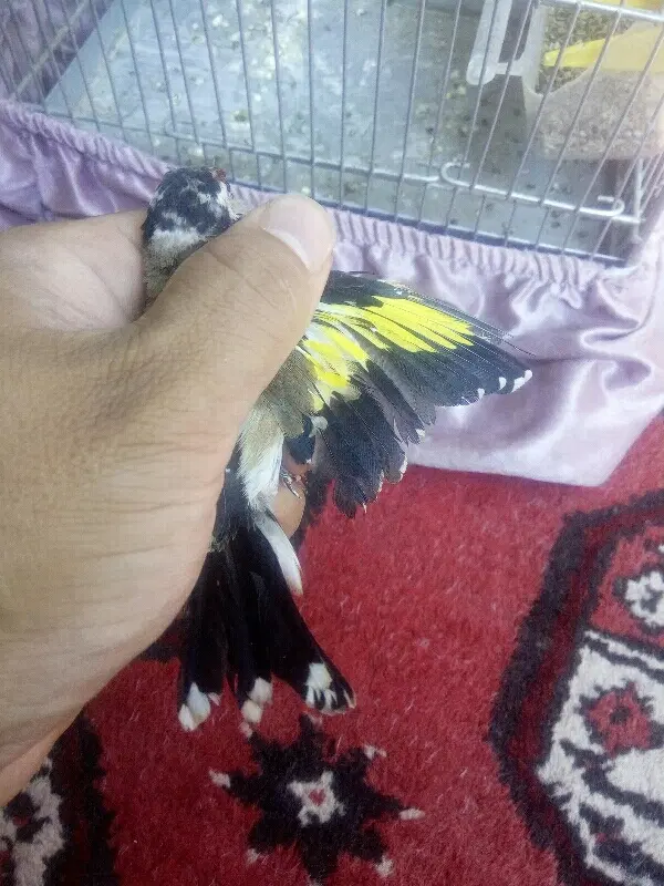 سحره|پرنده|تبریز, |دیوار