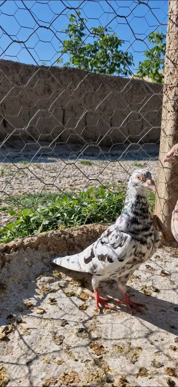 جفت سار|پرنده|بجنورد, |دیوار