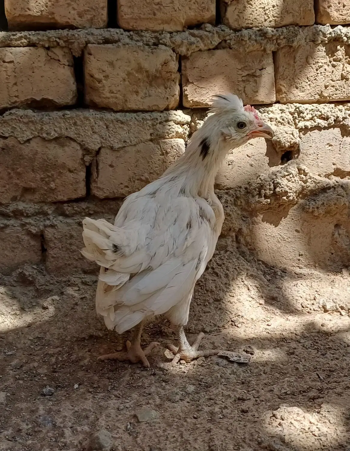 جوجه|حیوانات مزرعه|هشتگرد, خور|دیوار