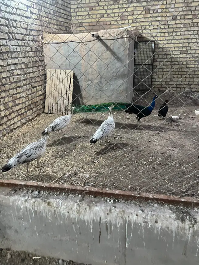 پرنده|پرنده|رفسنجان, |دیوار