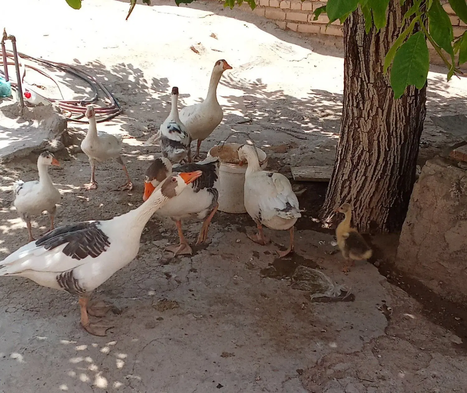 غاز|حیوانات مزرعه|الوند, |دیوار