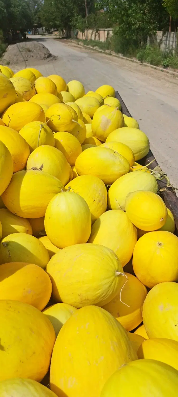 خربزه|خوردنی و آشامیدنی|پارسآباد, |دیوار