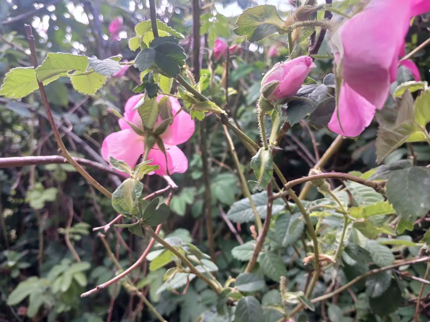 گل محمدی|خوردنی و آشامیدنی|بوئین زهرا, |دیوار