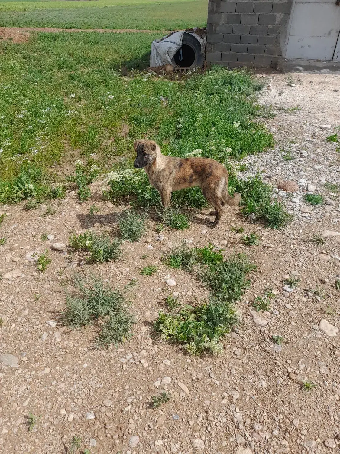 ژرمن|سگ|شیروان (خراسان), |دیوار