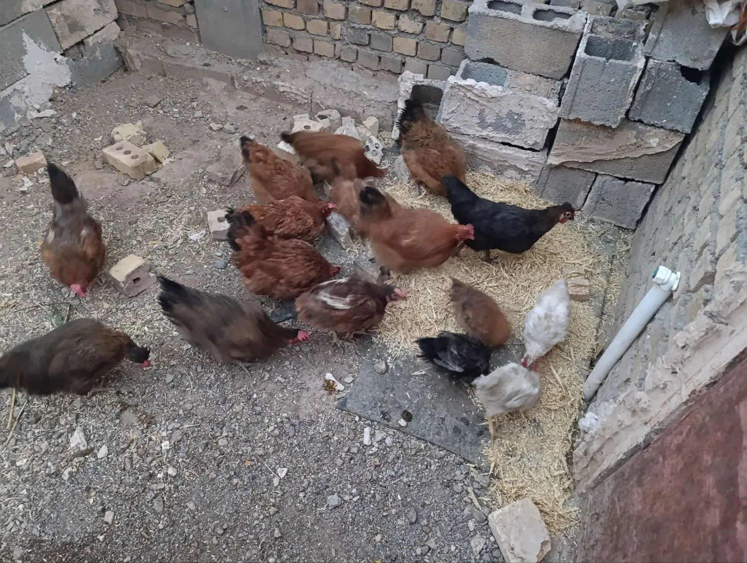مرغ|حیوانات مزرعه|سنگان, |دیوار