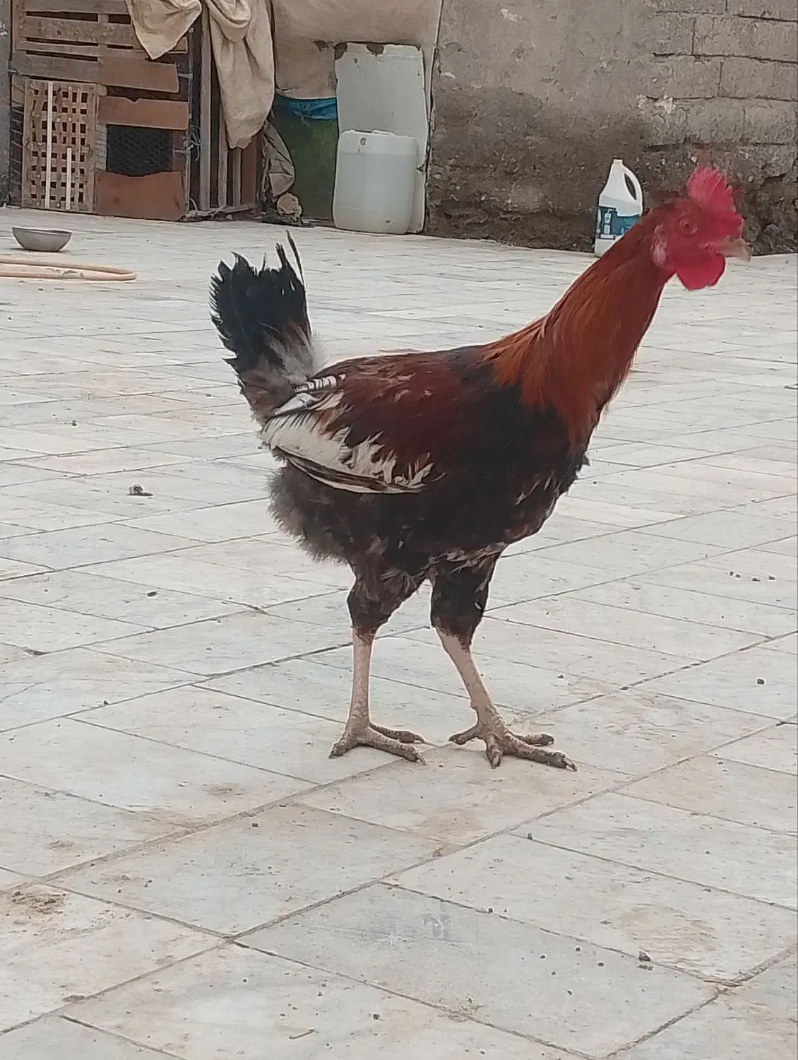 خروس|حیوانات مزرعه|زابل, |دیوار