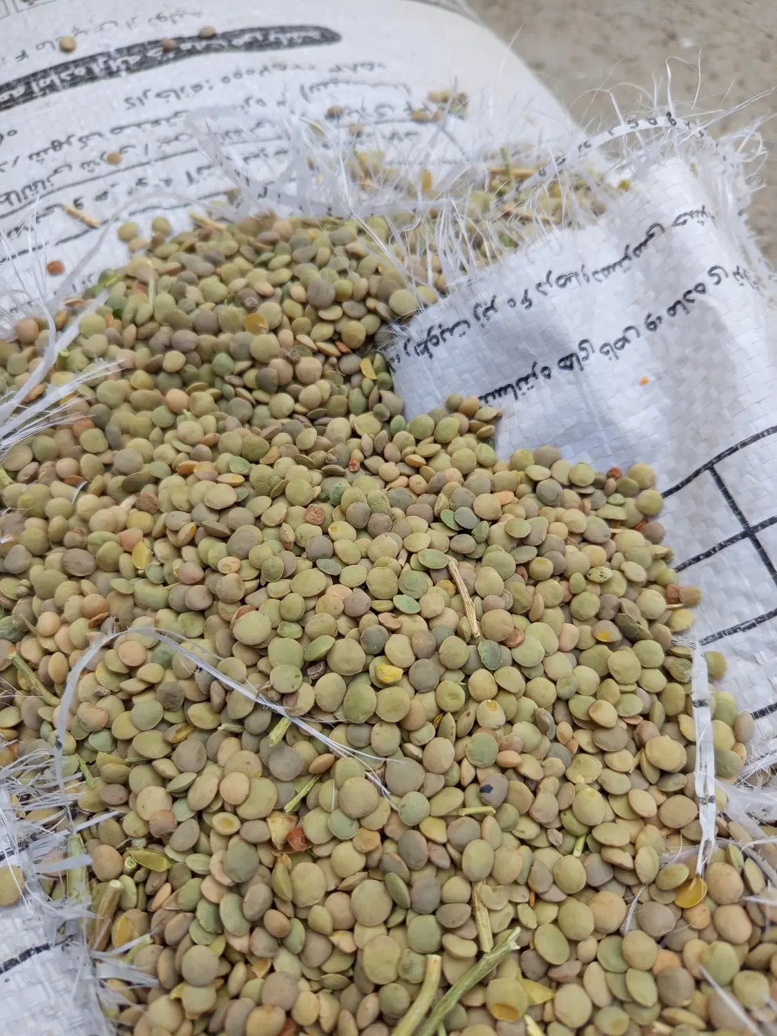عدس|خوردنی و آشامیدنی|شیروان (خراسان), |دیوار