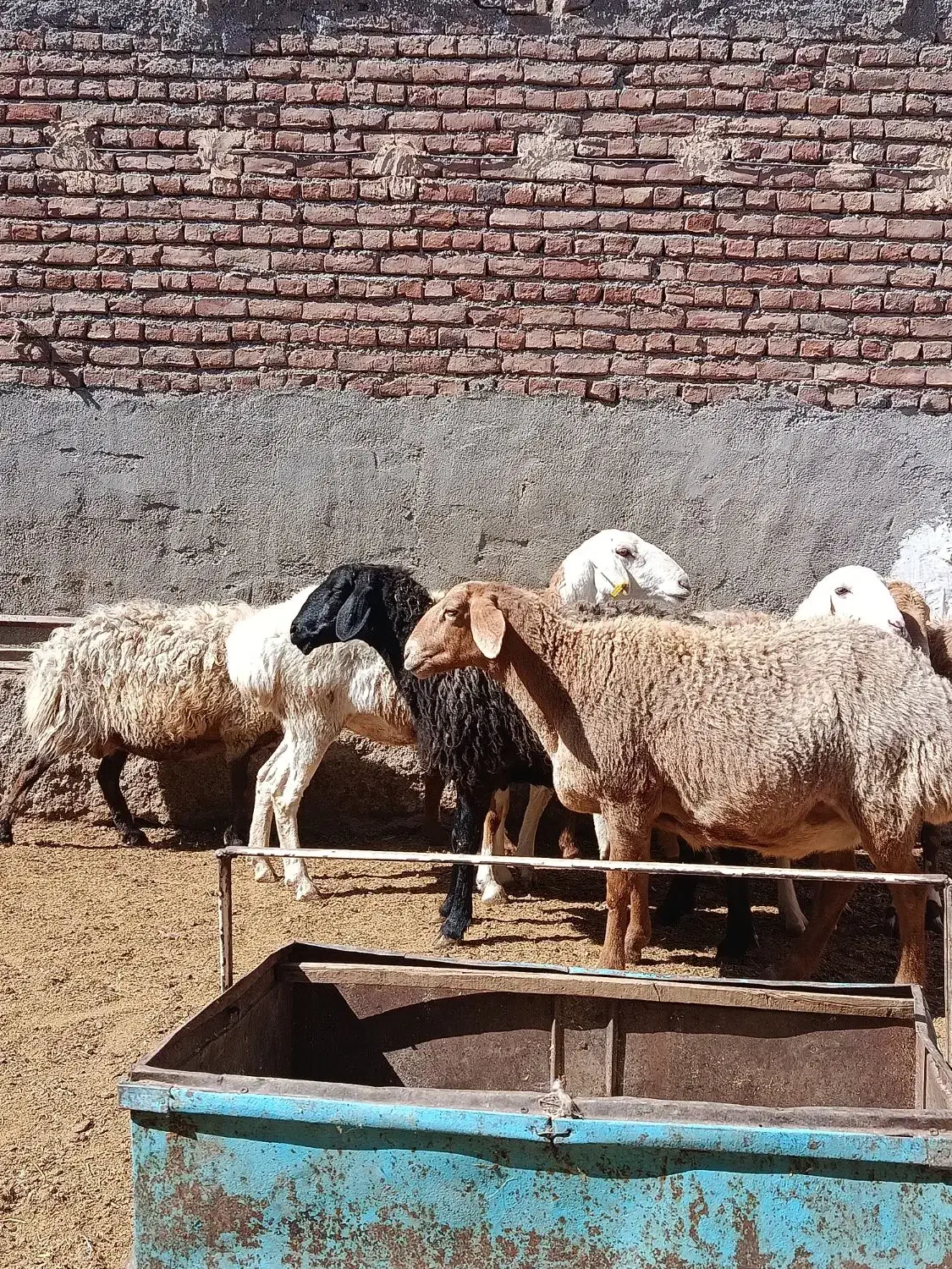 میش|حیوانات مزرعه|بیرجند, |دیوار