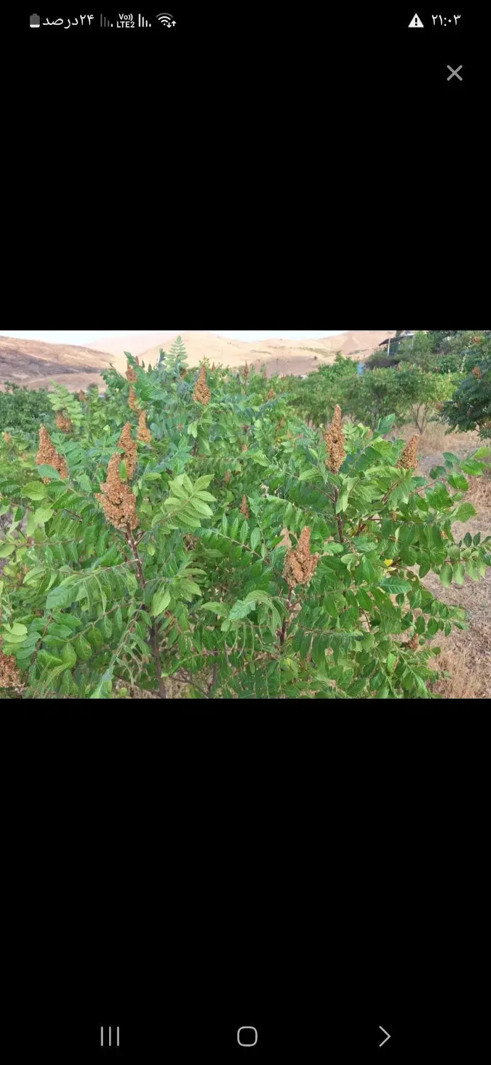 سماق|خوردنی و آشامیدنی|سنندج, |دیوار