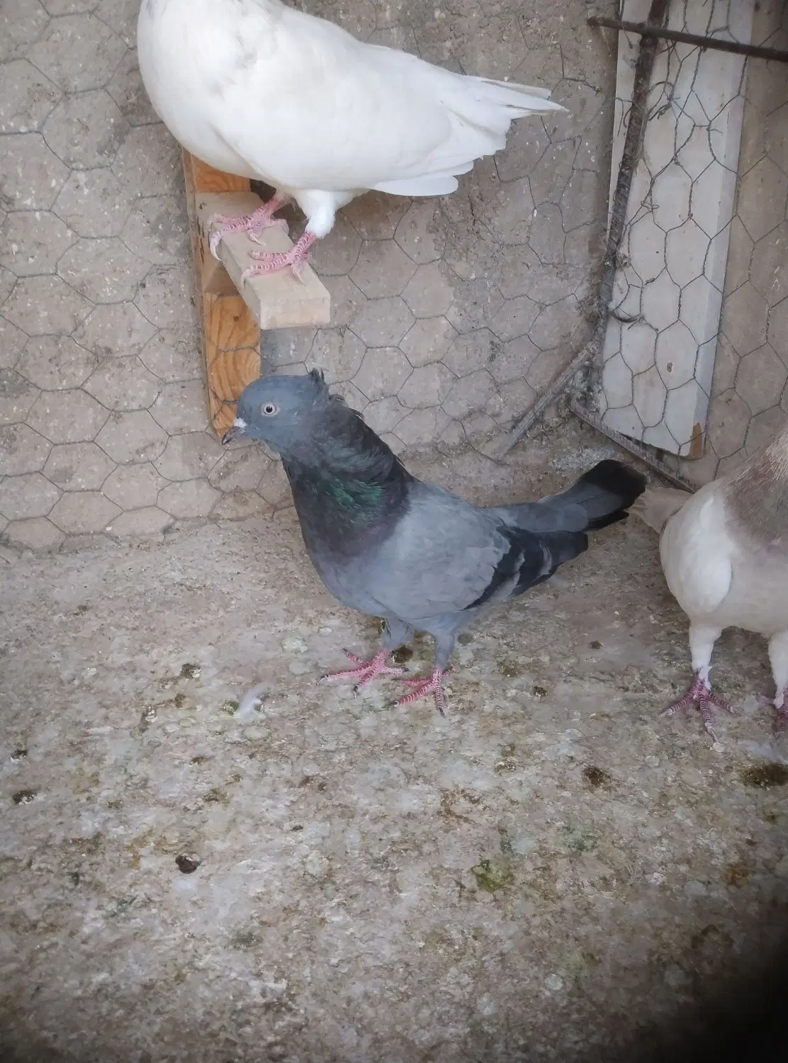 موکت|موکت|بم, |دیوار