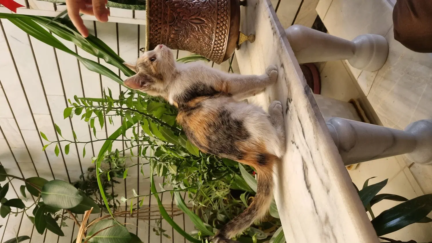 گربه|گربه|لنجان, |دیوار