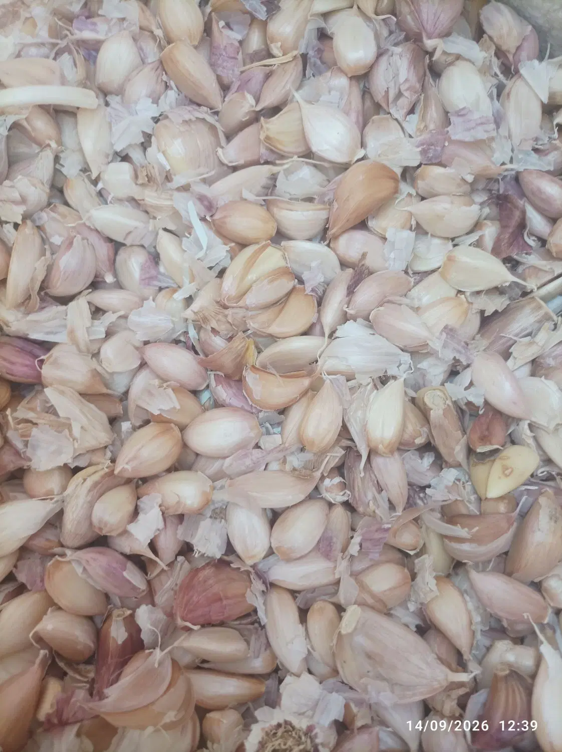 سیر|عمده‌فروشی|کرمان, |دیوار