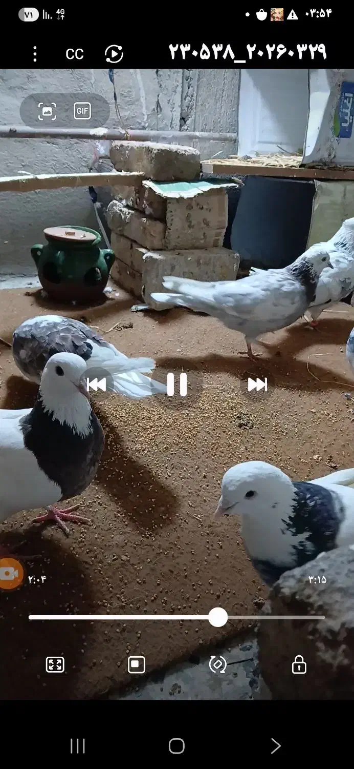 کفتر طوقی|پرنده|تهران, شادآباد|دیوار