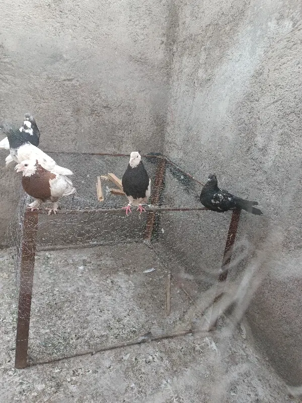 کبوتر|پرنده|بم, |دیوار