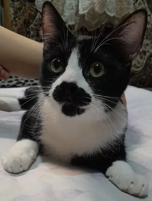 ۴ تا پیشی|گربه|تبریز, |دیوار