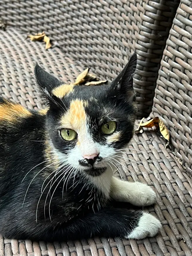 گربه Dsh|گربه|رشت, گلباغ نماز|دیوار