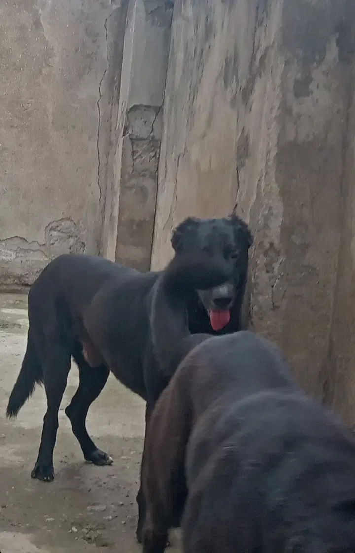 سگ سراب|سگ|رشت, دروازه لاکان|دیوار