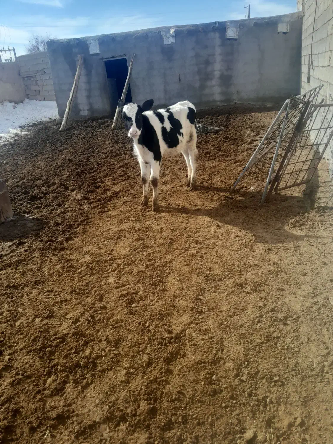 گوساله نر|حیوانات مزرعه|همدان, |دیوار