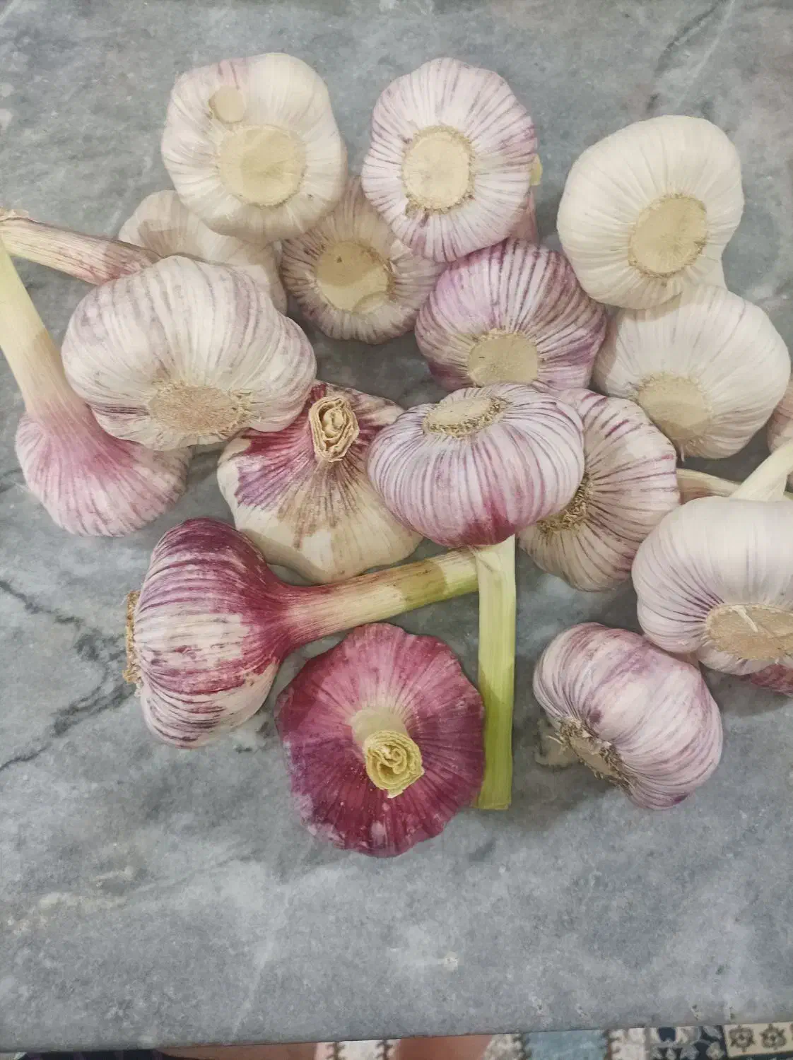 سیر مغان|خوردنی و آشامیدنی|گرمی, |دیوار