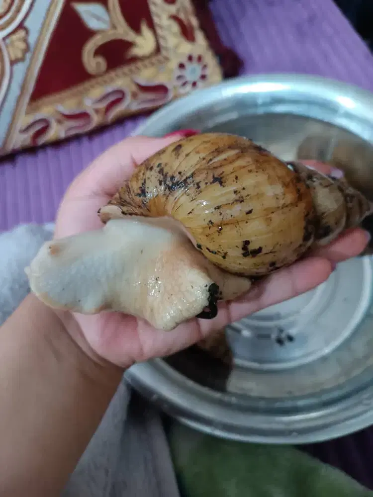 حلزون|خزنده|دزفول, |دیوار