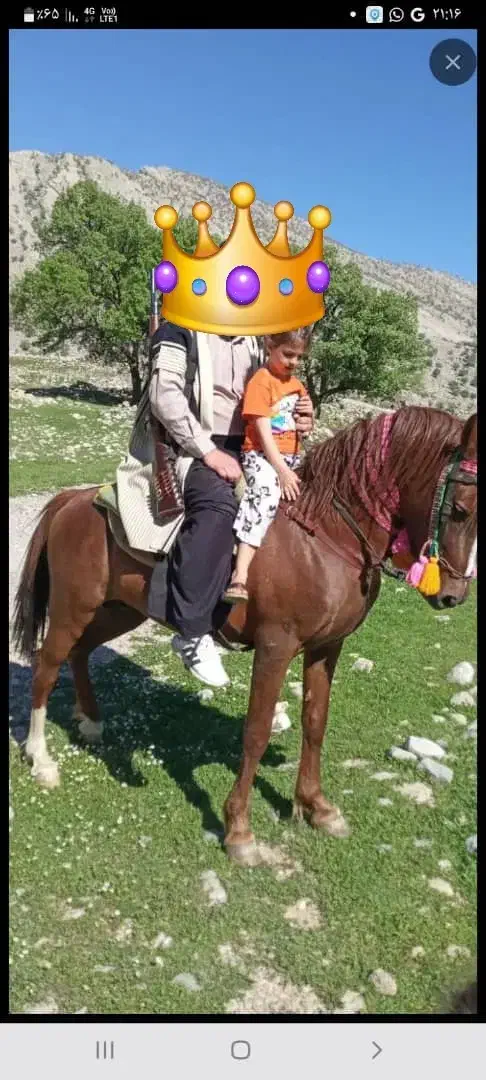 اسب|اسب و تجهیزات اسب‌سواری|اندیکا, |دیوار