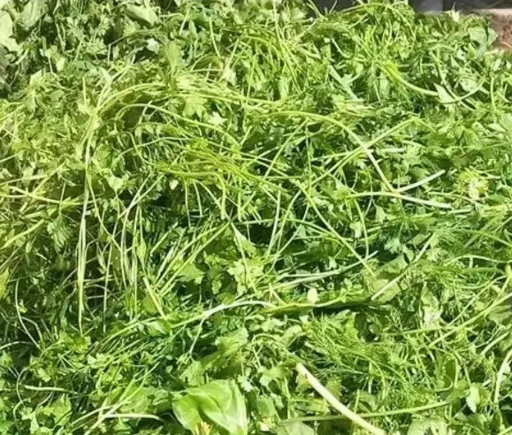 سبزی|خوردنی و آشامیدنی|ایذه, |دیوار