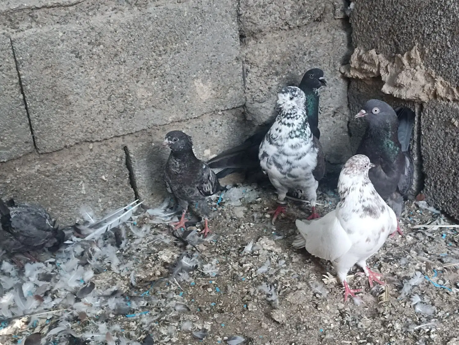 کفتر|پرنده|حاجی آباد, |دیوار