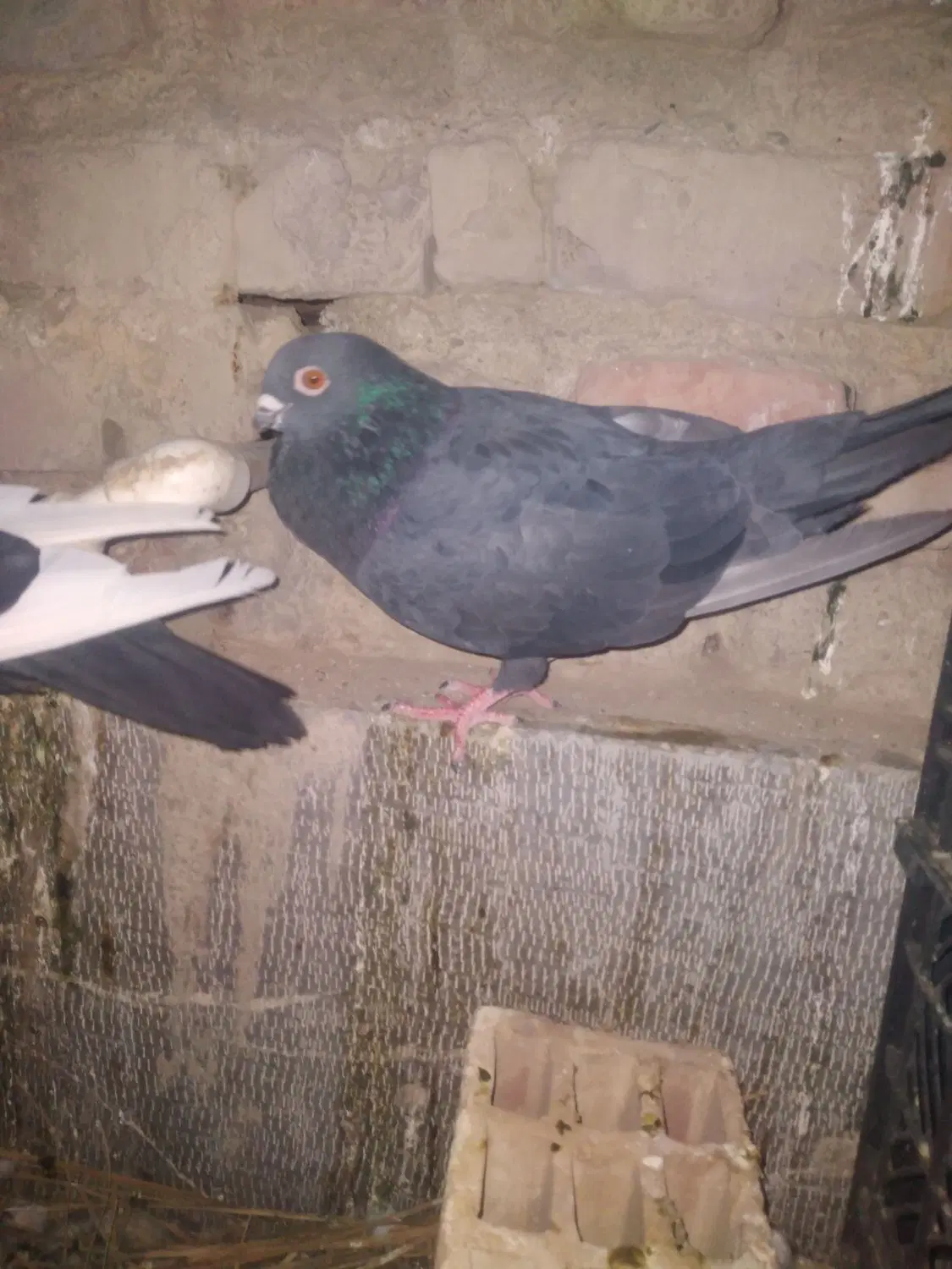 کفتر|پرنده|زاهدان, |دیوار
