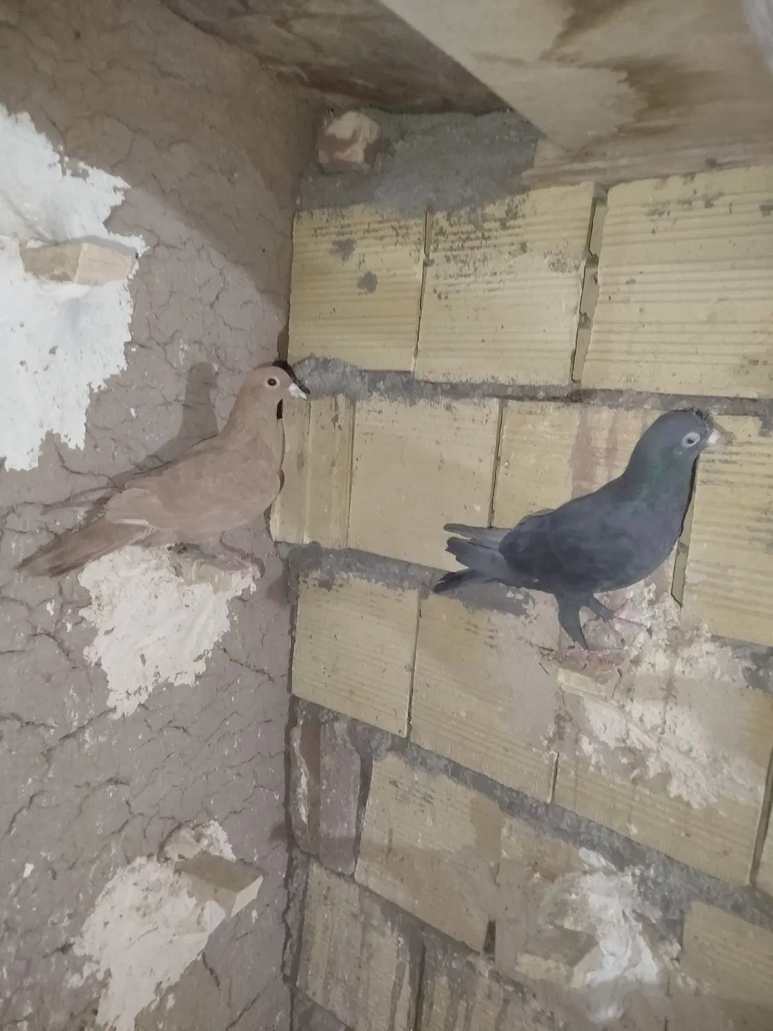 کفتر|پرنده|رفسنجان, |دیوار