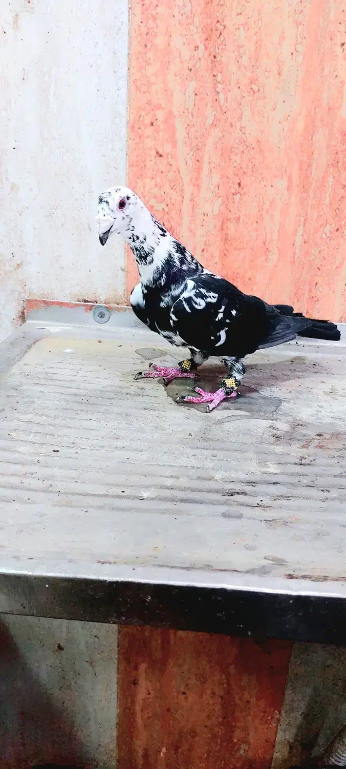 کبوتر|پرنده|زاهدان, |دیوار