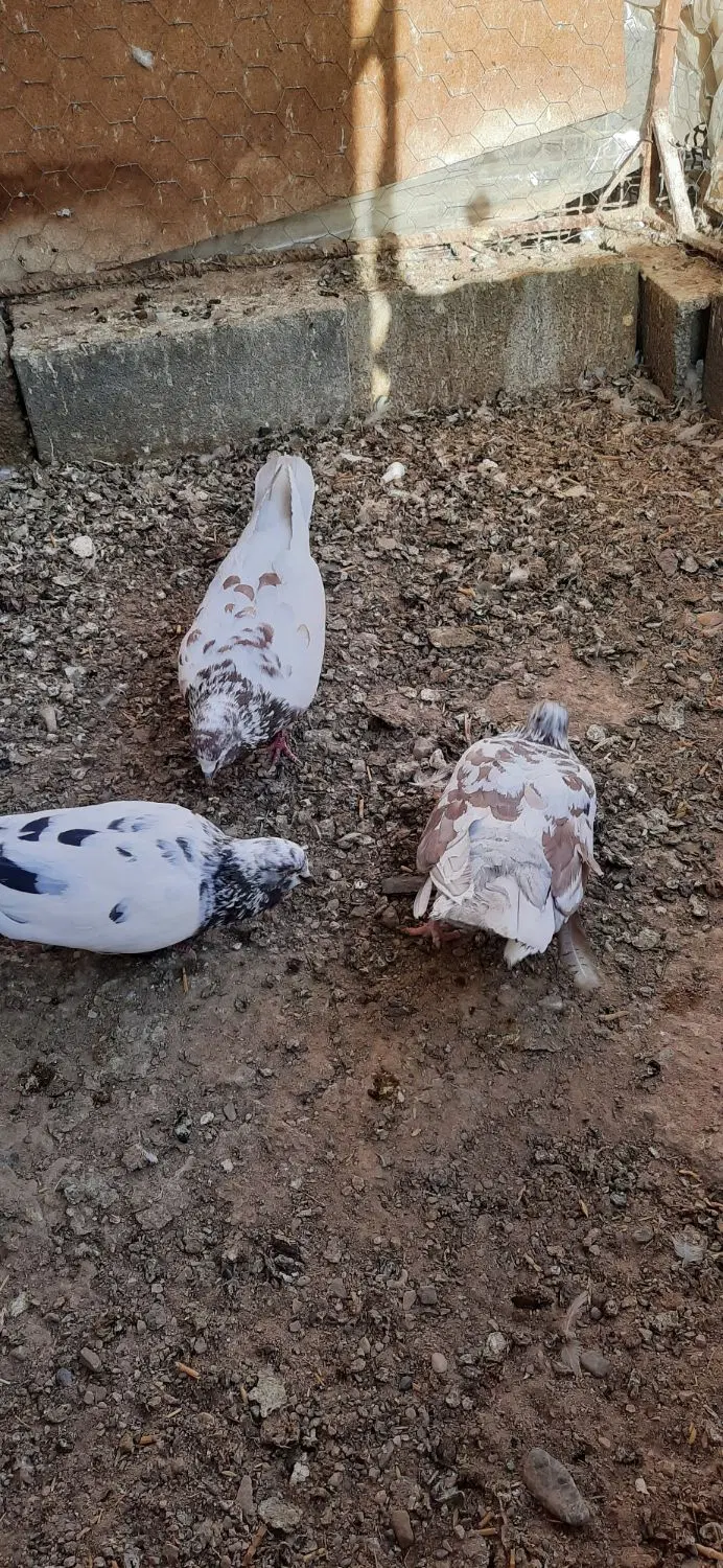 کبوتر|پرنده|سمنان, |دیوار