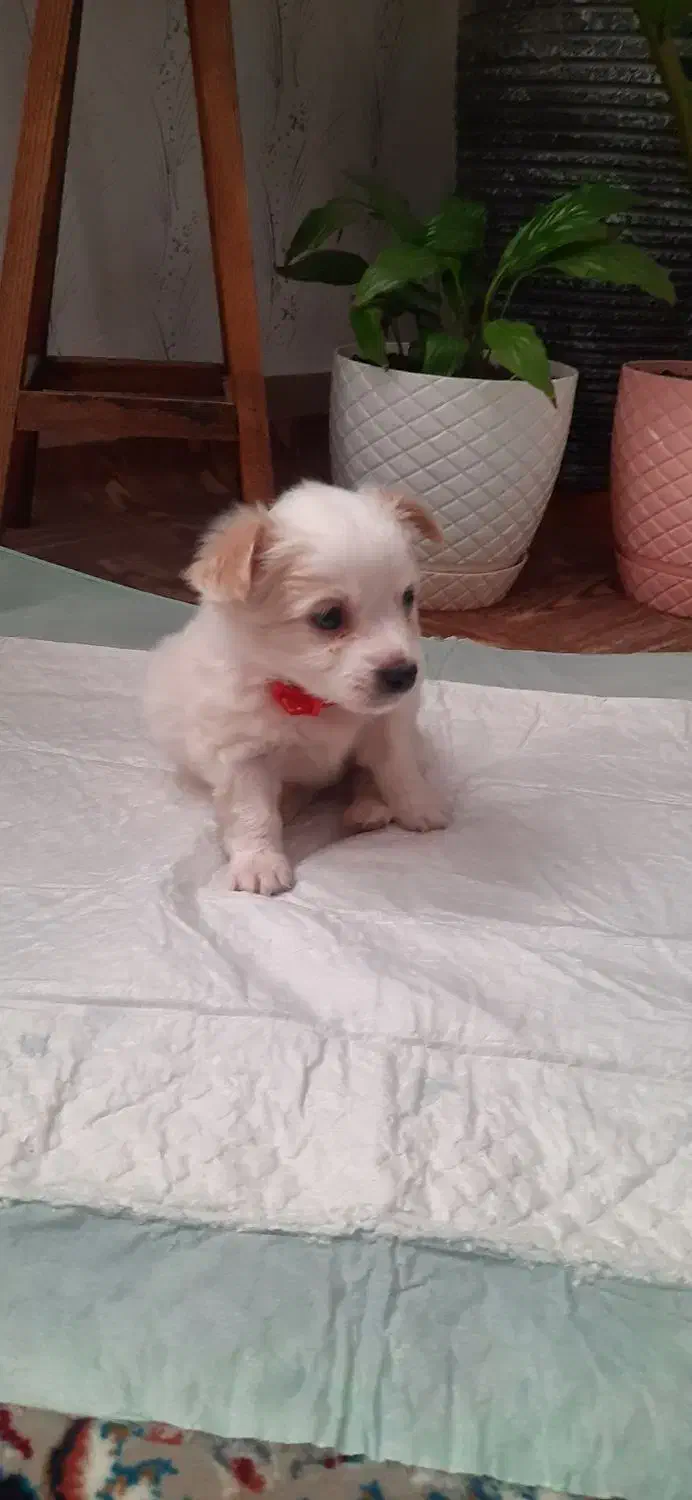 سگ خانگی|سگ|قم, بنیاد|دیوار