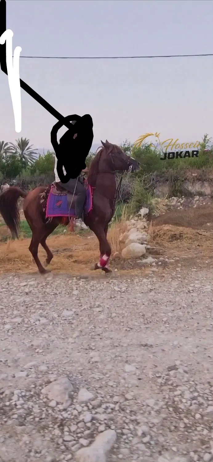 اسب|اسب و تجهیزات اسب‌سواری|کازرون, |دیوار