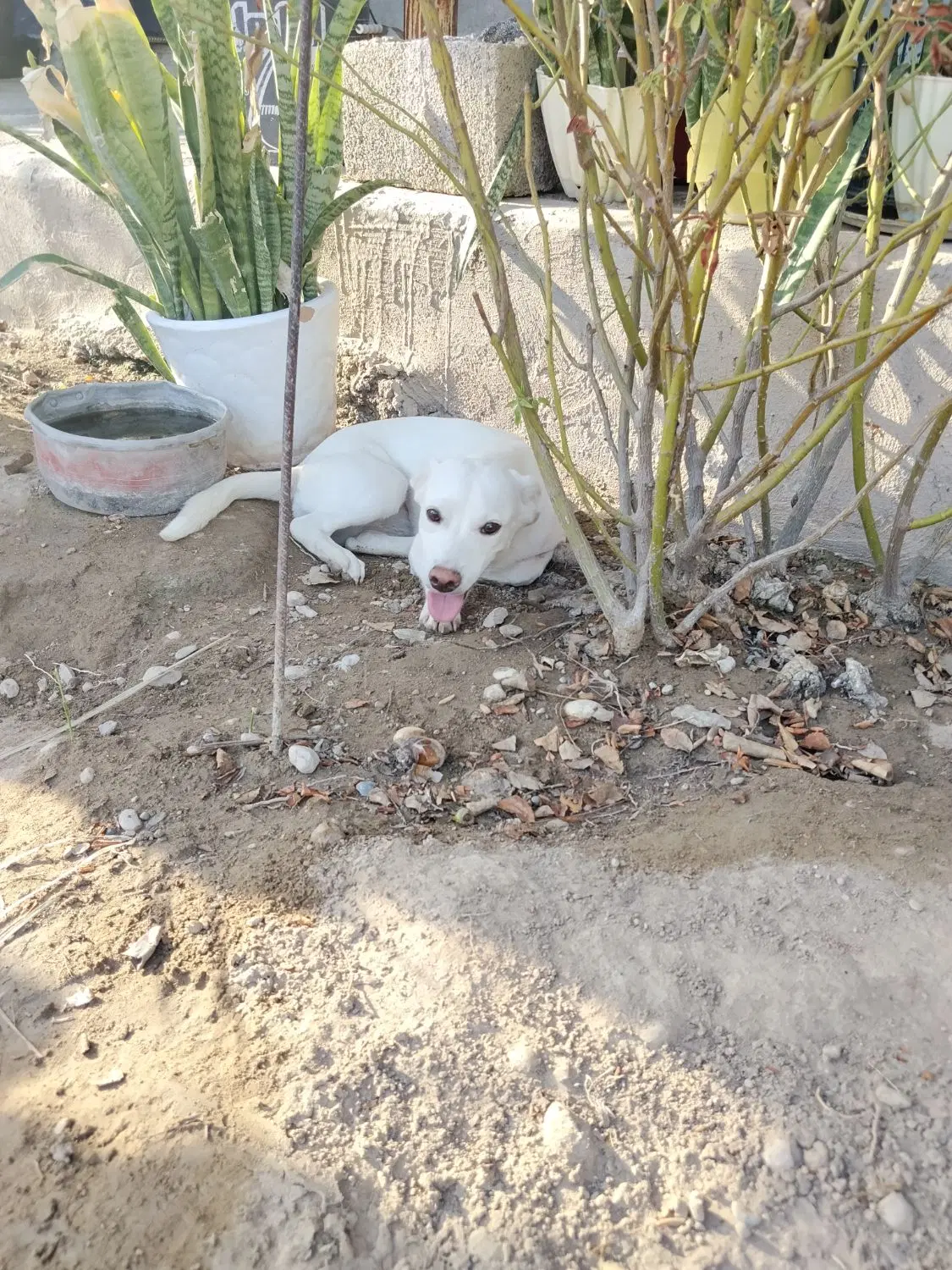 سگ بوجی|سگ|برازجان, |دیوار