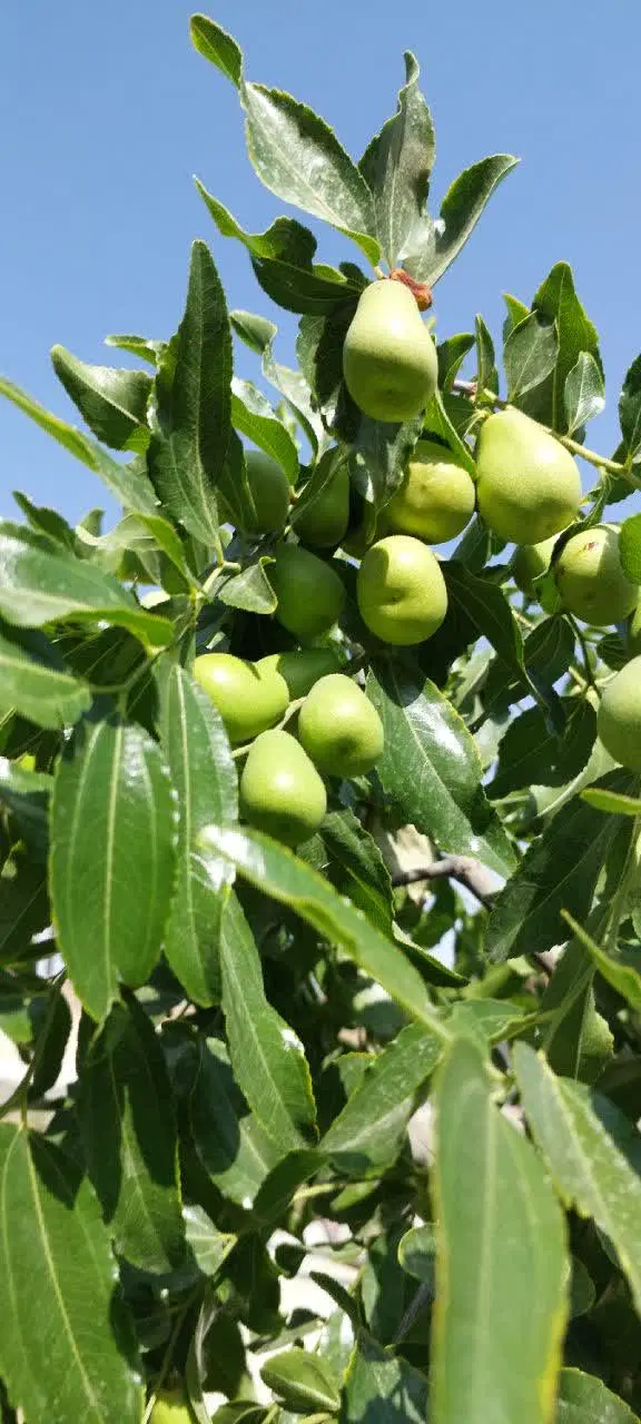 تصویر 7
