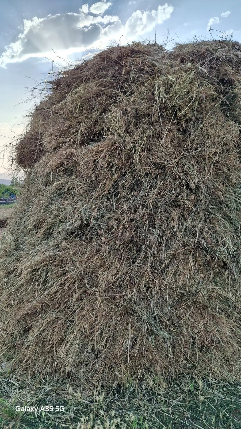 علف|عمدهفروشی|تخت سلیمان, |دیوار