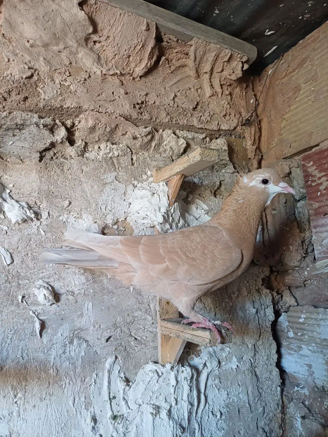 کبوتر|پرنده|مشهد, کلاته برفی|دیوار