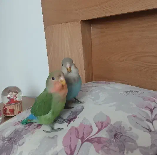 کوتوله برزیلی|پرنده|بندرعباس, |دیوار