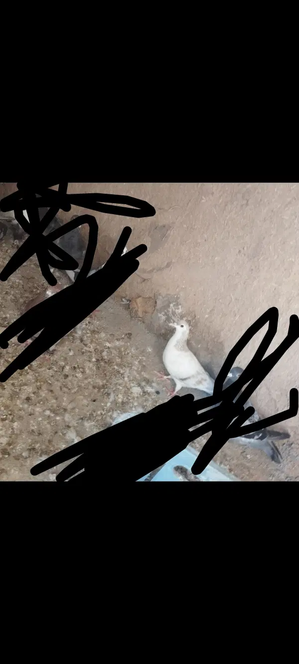 کفتر|پرنده|قوچان, |دیوار