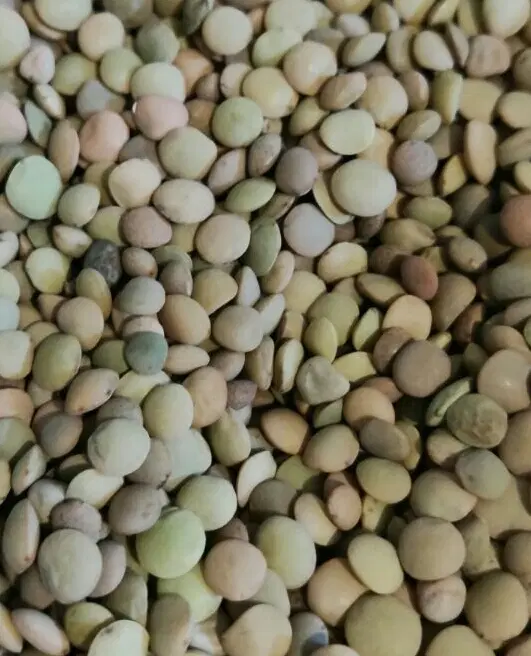 عدس|خوردنی و آشامیدنی|اردل, |دیوار
