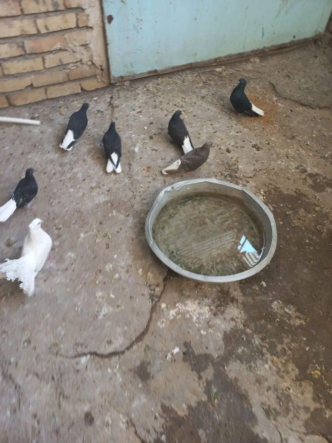کفتر|پرنده|شراء, |دیوار