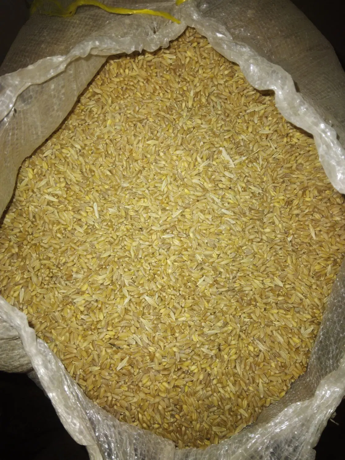 گندم آبی|گل و گیاه طبیعی|سلماس, |دیوار