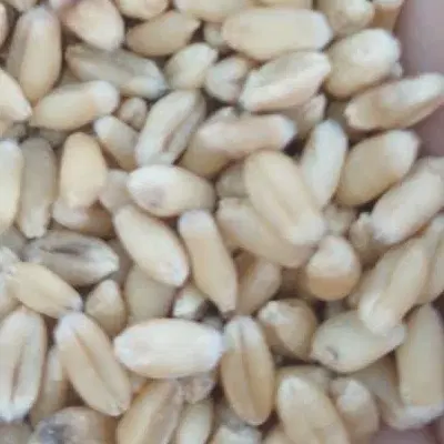 گندم|خوردنی و آشامیدنی|باوی, |دیوار