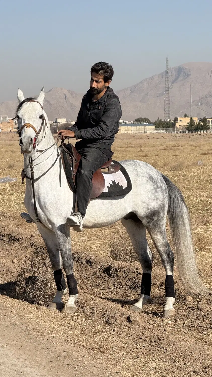 اسب|اسب و تجهیزات اسب‌سواری|لنجان, |دیوار