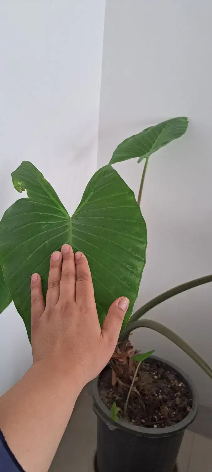 گل بابا آدم|گل و گیاه طبیعی|نیشابور, بنیاد شهید|دیوار