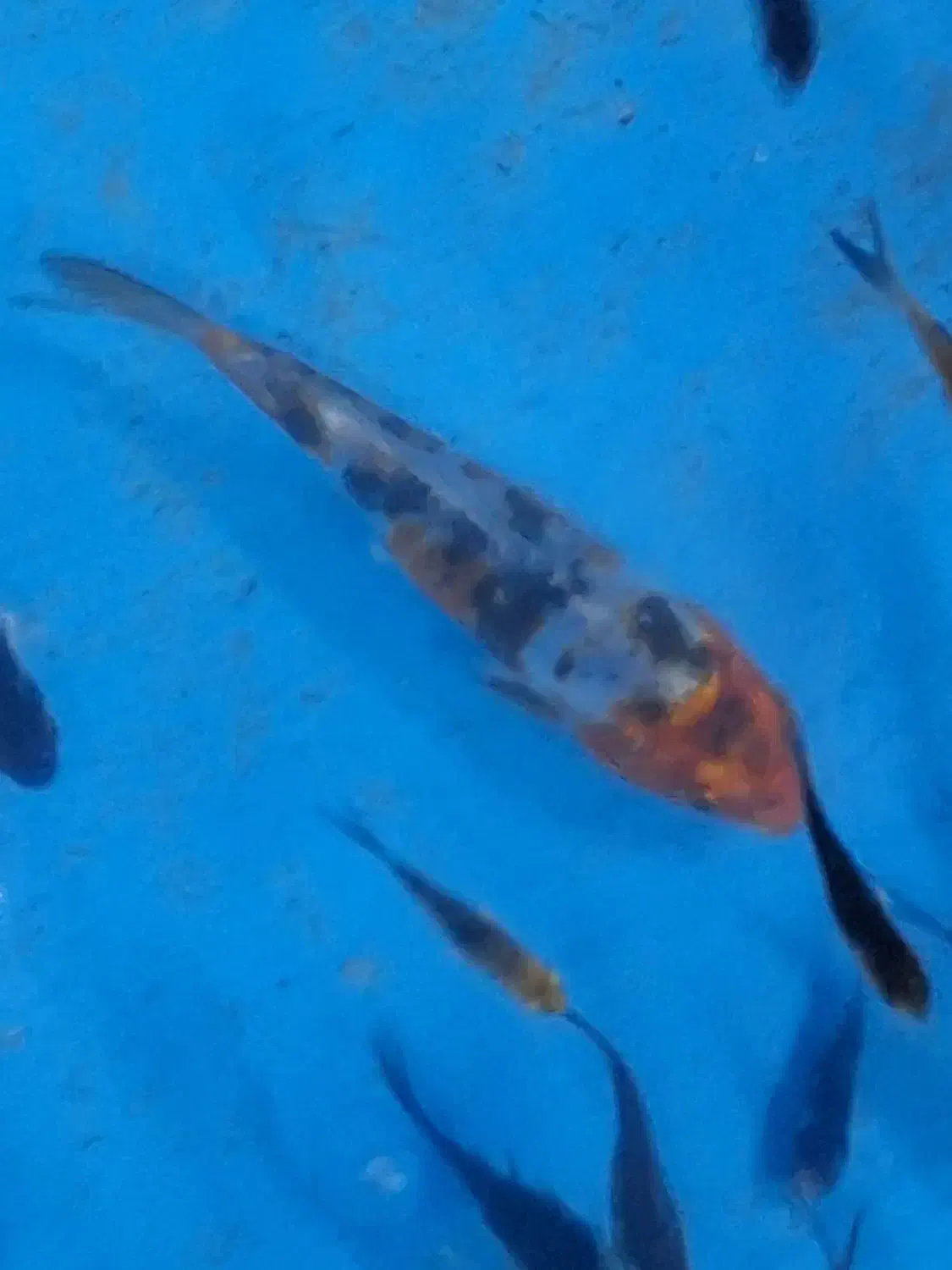 ماهی‌کوی|ماهی|مشهد, چهارچشمه|دیوار