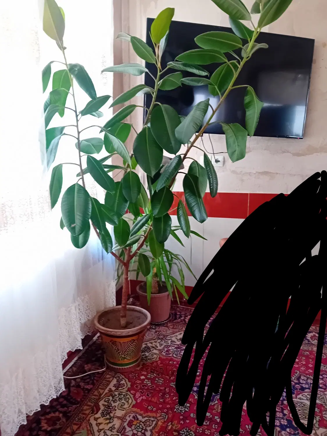 گل طبیعی|گل و گیاه طبیعی|قلعه چای, |دیوار