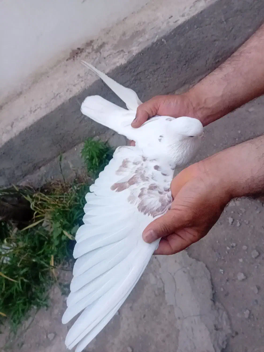 کبوتر|پرنده|ملارد, |دیوار